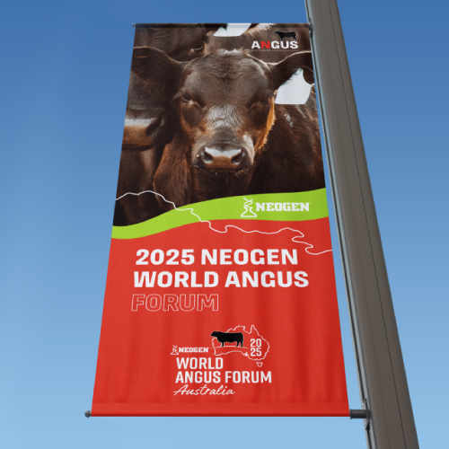 Angus Australia