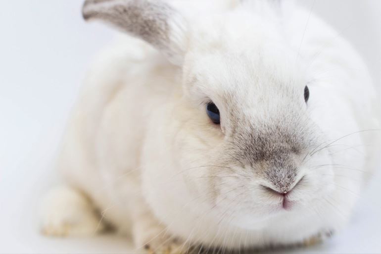 My relationship with the Easter Bunny Blog