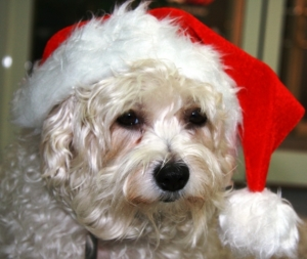 All I want for Xmas is... Blog