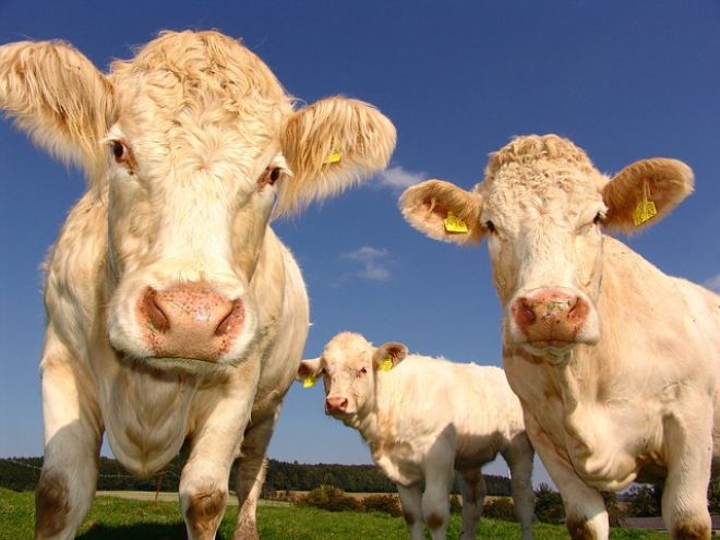 Agricultural Marketing and Why We Need it Blog